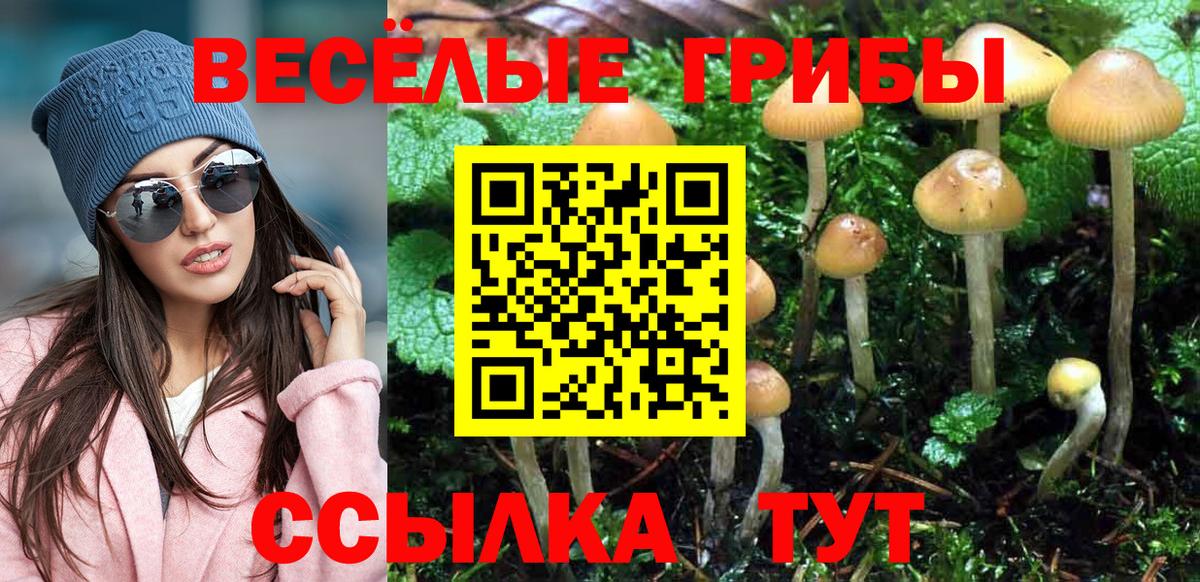 Новомосковск  где найти   Вход с VPN  Псилоцибиновые грибы Cubensis 